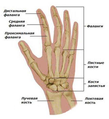суставы кисти