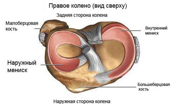 Строение мениска