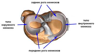 строение колена