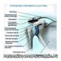 Артрит плечевого сустава - симптомы и лечение, народное лечение